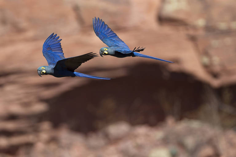 Em risco de extinção, arara-azul-de-lear está no centro de disputa por construção de parque eólico