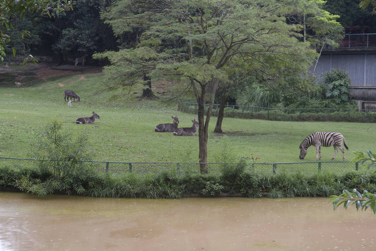 Diretor de Zoo de SP diz que Alckmin foi mal orientado ao fechar local