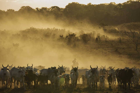 ALTA FLORESTA , MT. 01-08-2015. O vaqueiro Carlos Levino da Costa lida com o gado na fazenda do pecuarista Milton dos Santos Souza proximo a Alta Floresta.  ( Foto: Lalo de Almeida/Folhapress, ESPECIAL ) *** EXCLUSIVO FOLHA ***