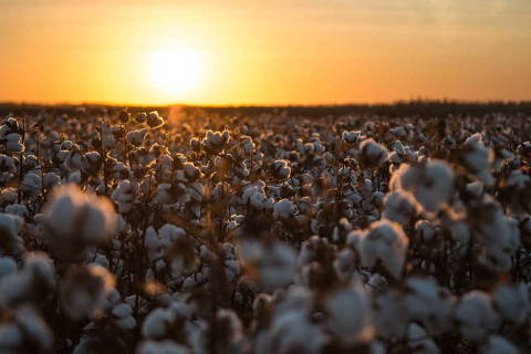 *** MATO GROSSO , 17.07.2017 , BRASIL *** SAFRA RECORDE DE ALGODAO ***  Edicao Especial da serie o Brasil que da certo aborda o sucesso do agronegocio em  na cidade de Campo Verde em especial a safra recorde de algodao, plantacao branquinha. Credito Jose Medeiros / Folhapress