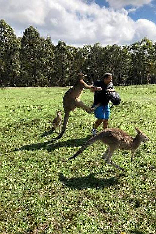 Ataques de cangurus na Austrália