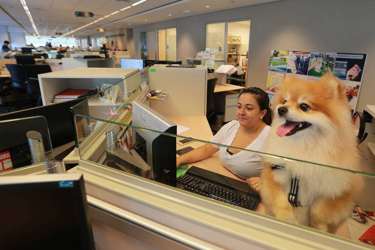 Animais de estimação no trabalho