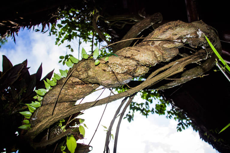 Prepração e uso da ayahuasca