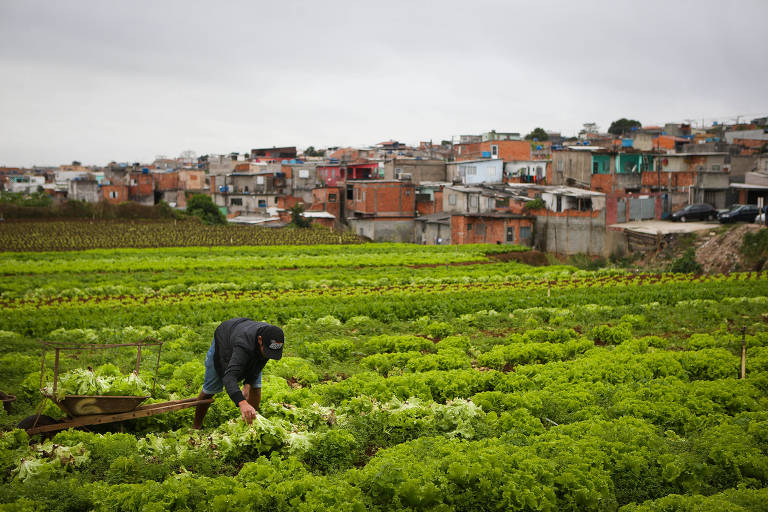 Horta no bairro do Itaim Paulista, zona leste de São Paulo