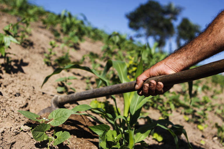 Os alimentos e os agrotóxicos