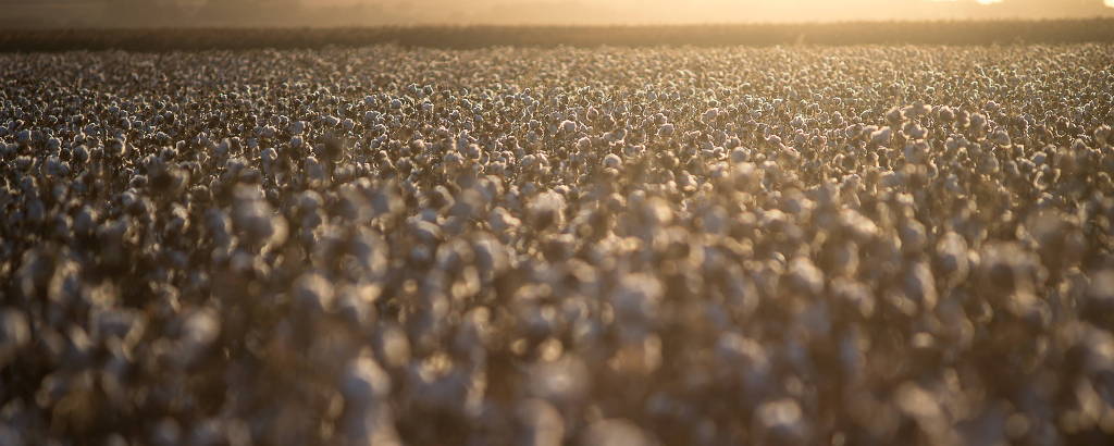 Plantação de algodão, cultura que mais usa agrotóxicos no Brasil