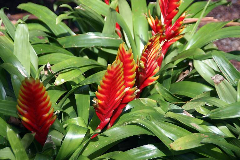 Planta com flores vermelhas