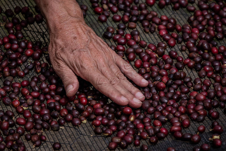 Colheita do café na Fanzenda Uchoa, na cidade de Guaramiranga, no interior do estado do Ceará