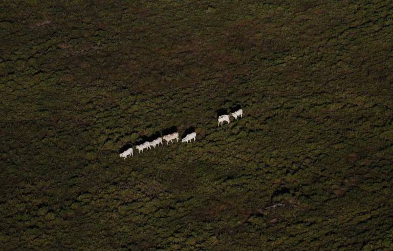 Amazônia