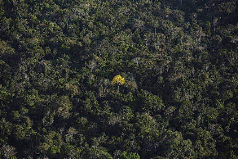 Árvore amarela vista de cima em meio a árvores verdes