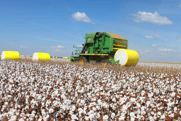 Colheita de algodão cresce no Brasil e faz país ser grande vendedor do produto