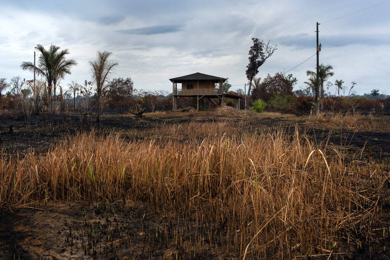 Fazenda de gado no entorno da Floresta Nacional Bom Futuro em Rondônia