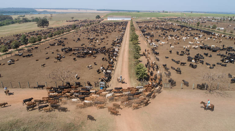 Transporte de gado vivo