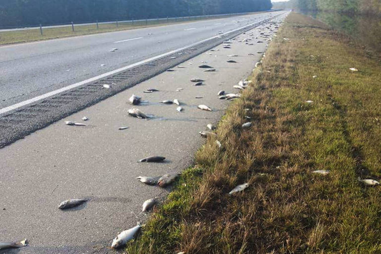 Enchente provocada pelo Florence leva peixes mortos para estrada nos EUA