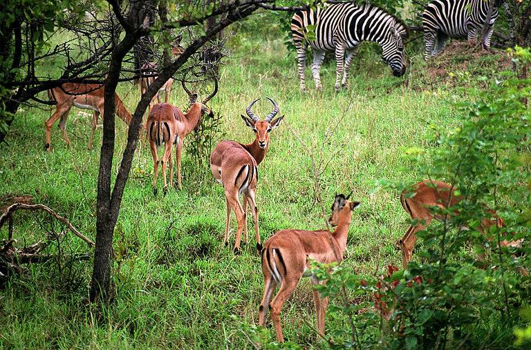 Especial Turismo - Kruger Park