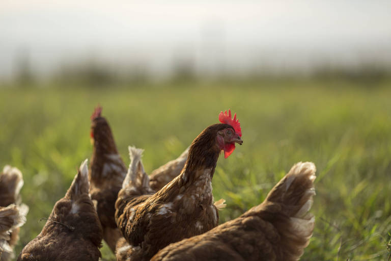 Mais consumidores querem ovos de galinhas felizes