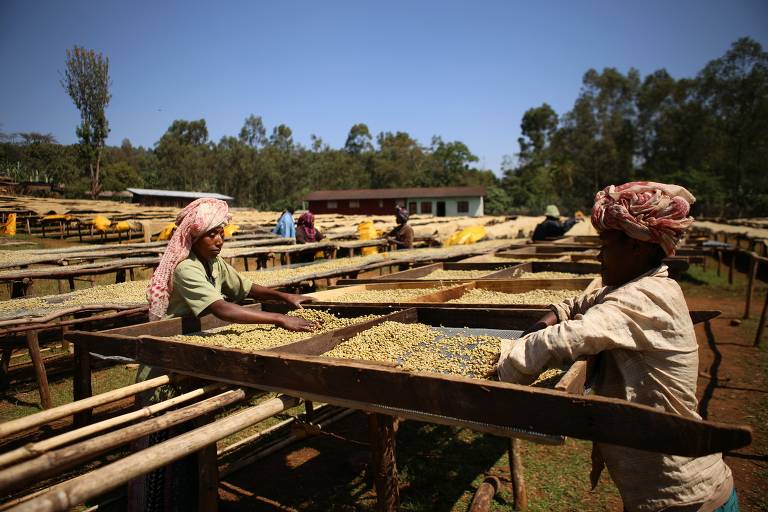Secagem de grãos de café em cooperativa de Irgachefe, região produtora mais conceituada da Etiópia