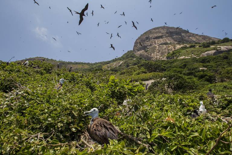 Conheça quatro santuários marinhos no Brasil