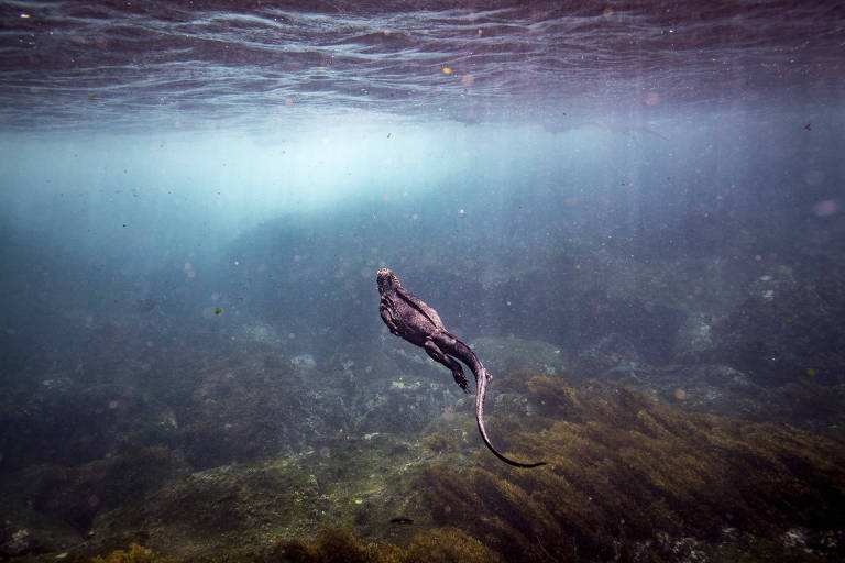 Animais de Galápagos