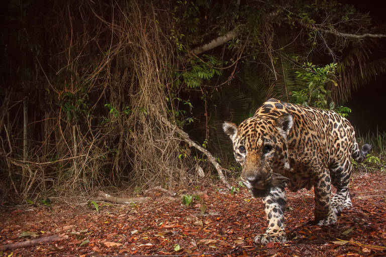 Bichos da mata atlântica