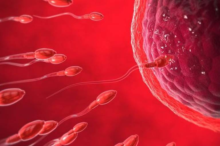 Espermatozoides tentam fecundar óvulo