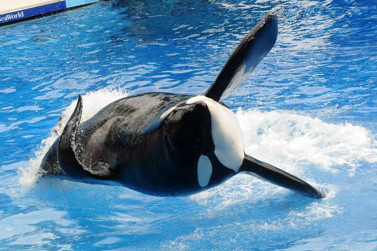 Orca do parque SeaWorld Orland morre aos 30 anos; 20 permanecem em cativeiro com grupo