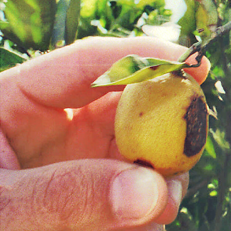 Laranja infectada com a doença da 'praga do amarelinho' em fazenda de Matão (SP)