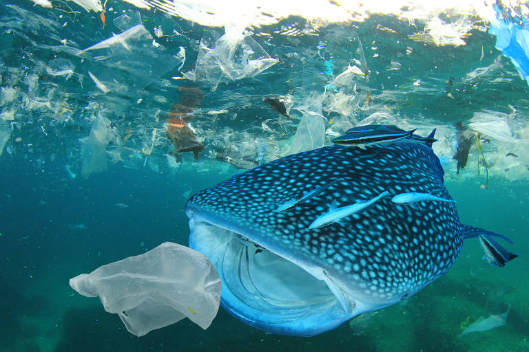 Animais sofrem com plástico nos oceanos
