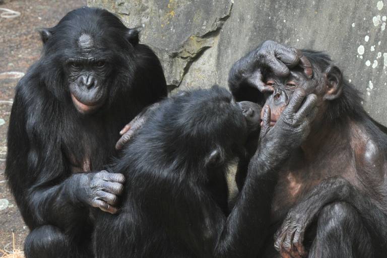 A cultura dos chimpanzés