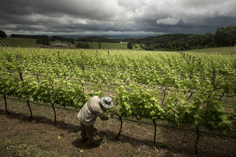 Sommelière indica 5 lugares para quem gosta de vinhos