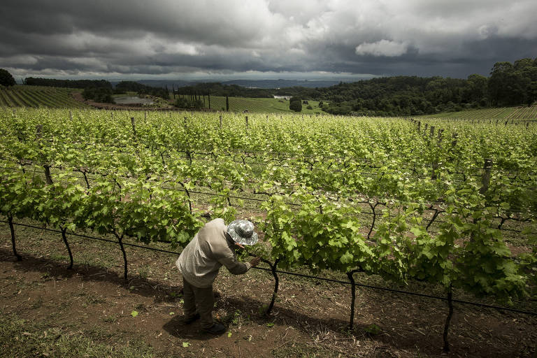 Sommelière indica regiões vinícolas na América do Sul e na Europa