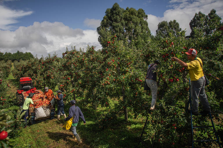 Colheita de maçã atrai 5.000 trabalhadores a São Joaquim