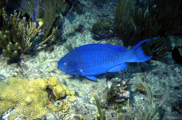 Peixes ameaçados de extinção