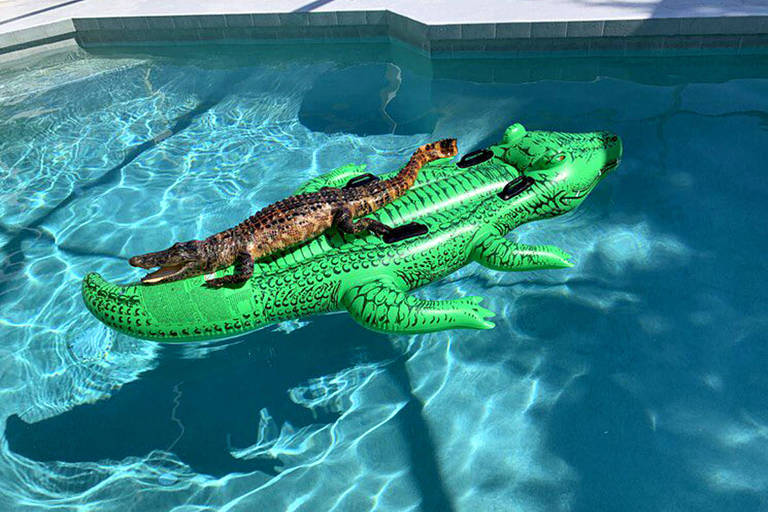 Família encontra jacaré tomando sol em boia de jacaré dentro de piscina de casa em Miami