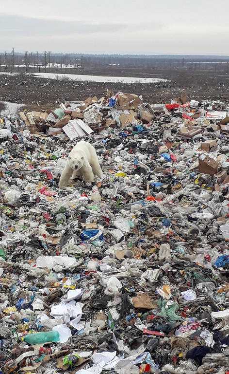 Urso polar faminto é visto revirando lixo na Rússia