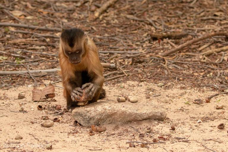Macacos usam ferramentas para quebrar castanhas há pelo menos 3.000 anos