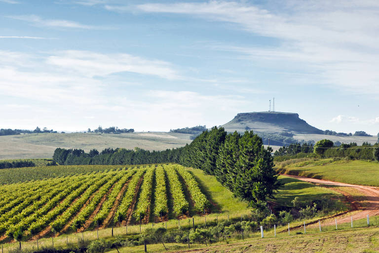 Turismo do Vinho pelo Brasil