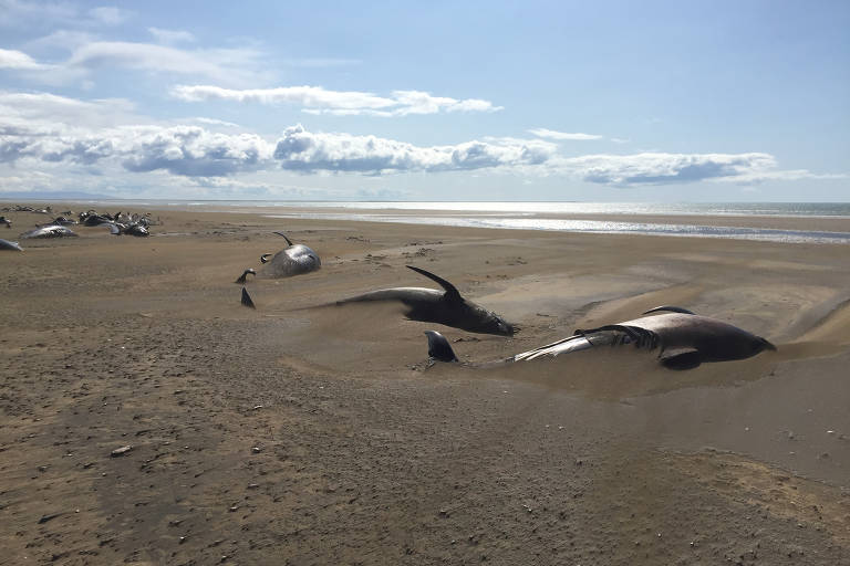 Cerca de 60 baleias são encontradas mortas em praia na Islândia