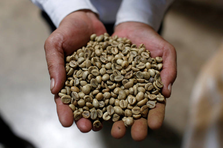 Trabalhador exbie grãos de café verde em suas mãos