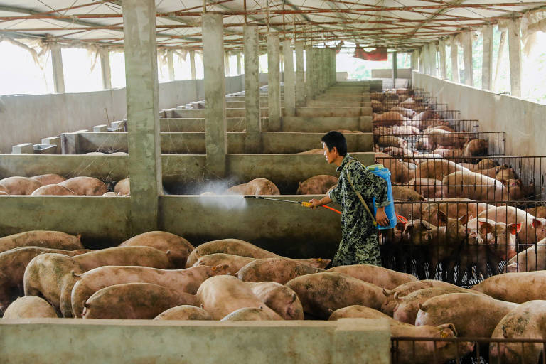 Criação de porcos na China