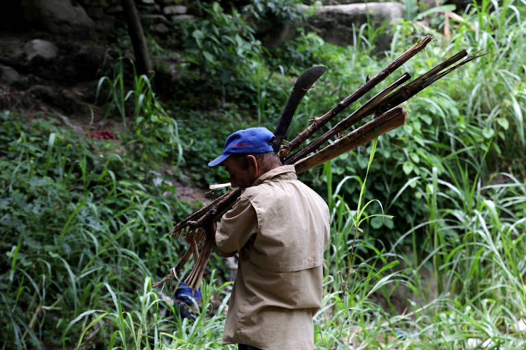 Venezuelanos derrubam árvores para obter lenha para cozinhar