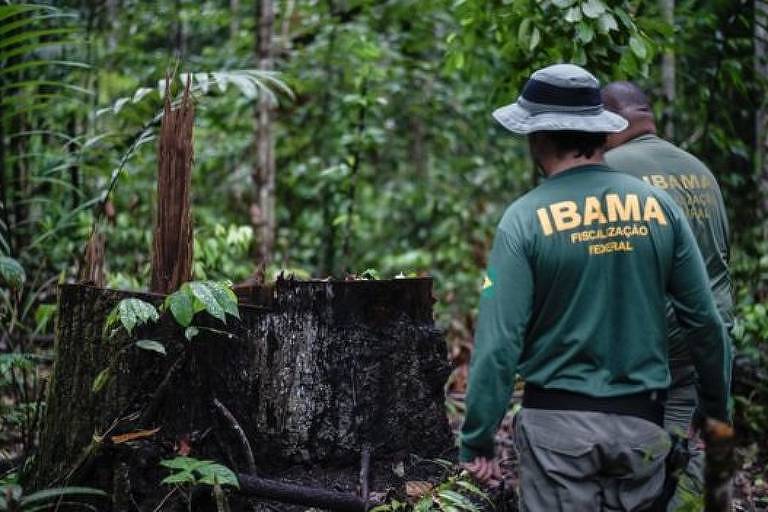 Agente do Ibama em frente a resto de árvore derrubada