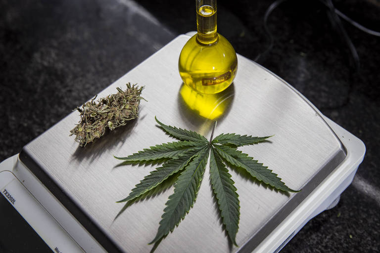 CFM endurece fiscalização na prescrição da Cannabis