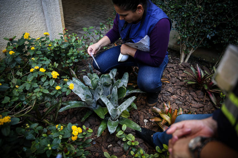 Guarulhos terá aplicativo contra a dengue