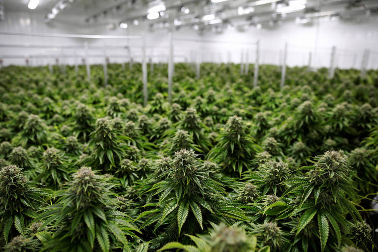 Canadá tem acúmulo de 400 toneladas de maconha após excesso de produção