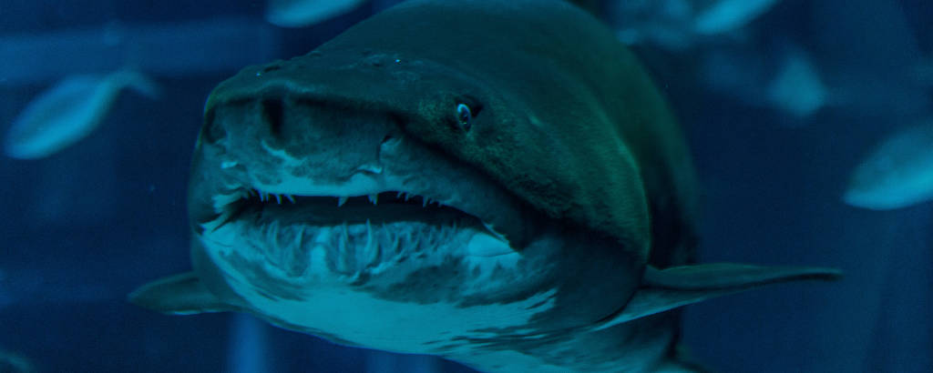 O tubarão lixa Margarida é uma das atrações do aquario localizado na região do Porto Maravilha o AquaRio, o maior da América do Sul, que se consolida como um dos pontos mais visitados do Rio de Janeiro 