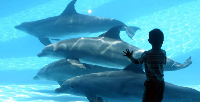 Baía dos Golfinhos no Texas State Aquarium