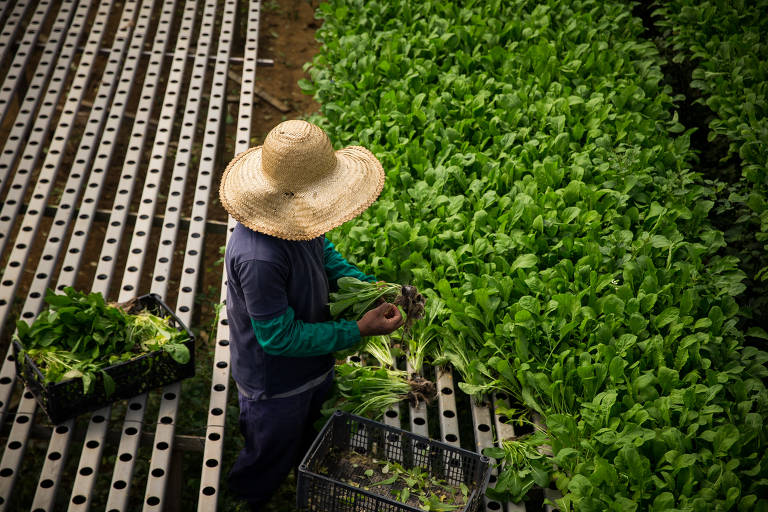 Cinturão verde de São Paulo descarta produtos por falta de demanda