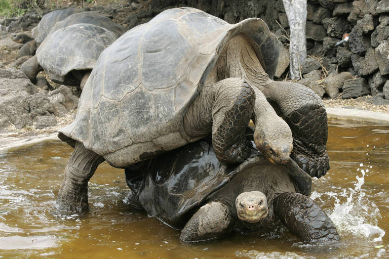 Tartarugas gigantes de Galápagos voltam para casa após ajudarem a salvar espécie