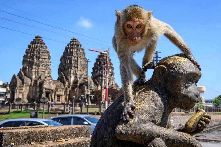 Humanos tentam recuperar controle de 'cidade dos macacos' na Tailândia